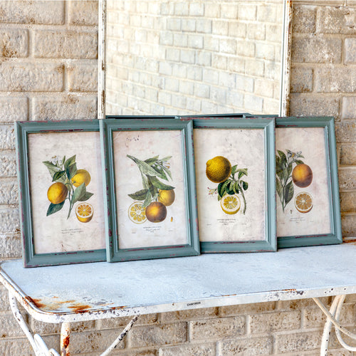 Framed Citrus And Blossom Prints 4 Asst
