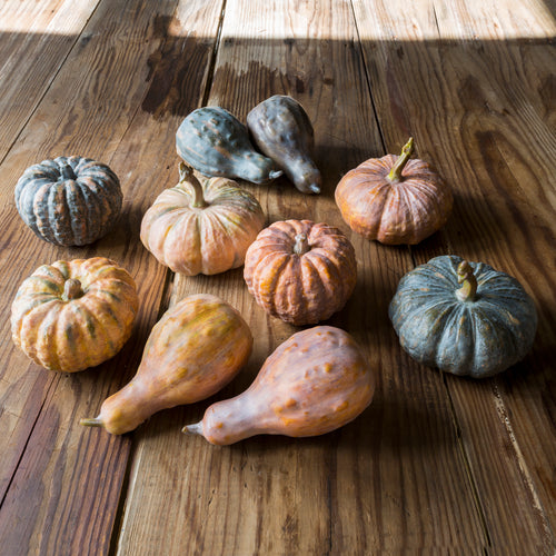 Gathered Pumpkin Gourd Collection Set of 10