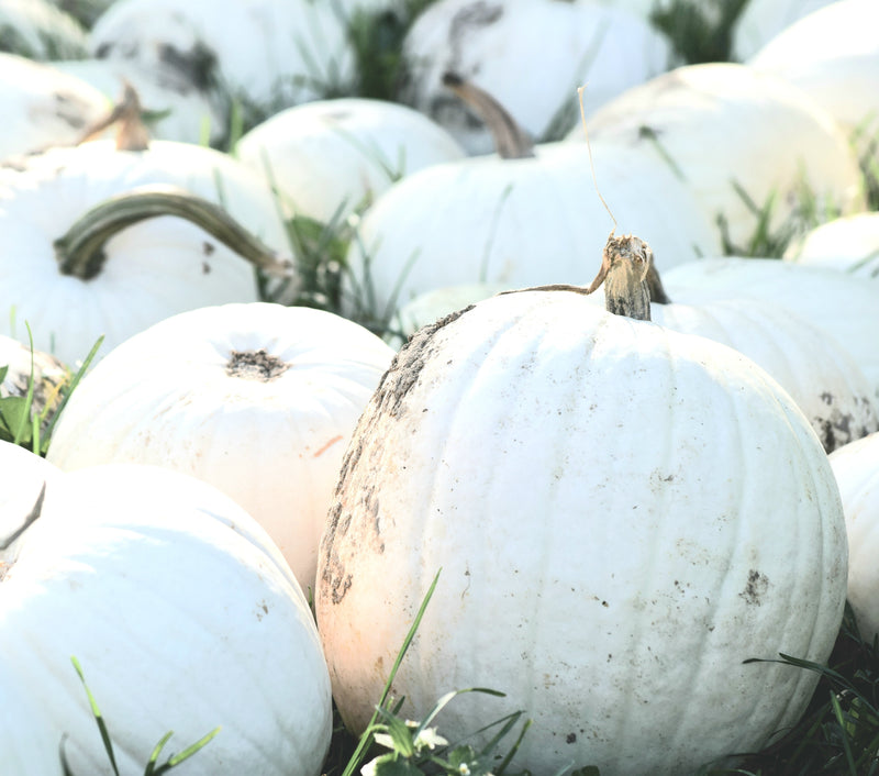 Field of white pumpkins