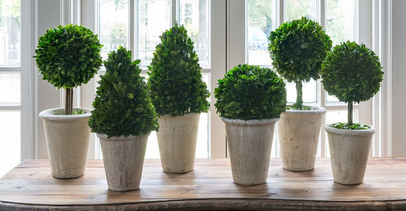 Collection of Boxwood Topiaries