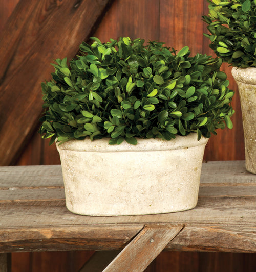 Potted Oval Preserved Boxwood Small