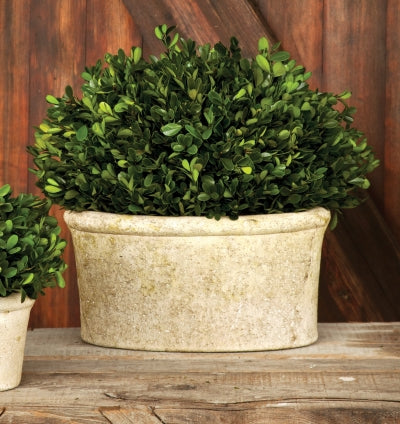 Potted Oval Preserved Boxwood Large