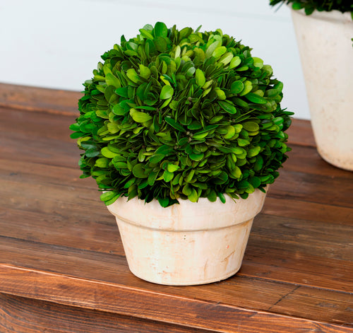 Potted Preserved Boxwood Ball Small