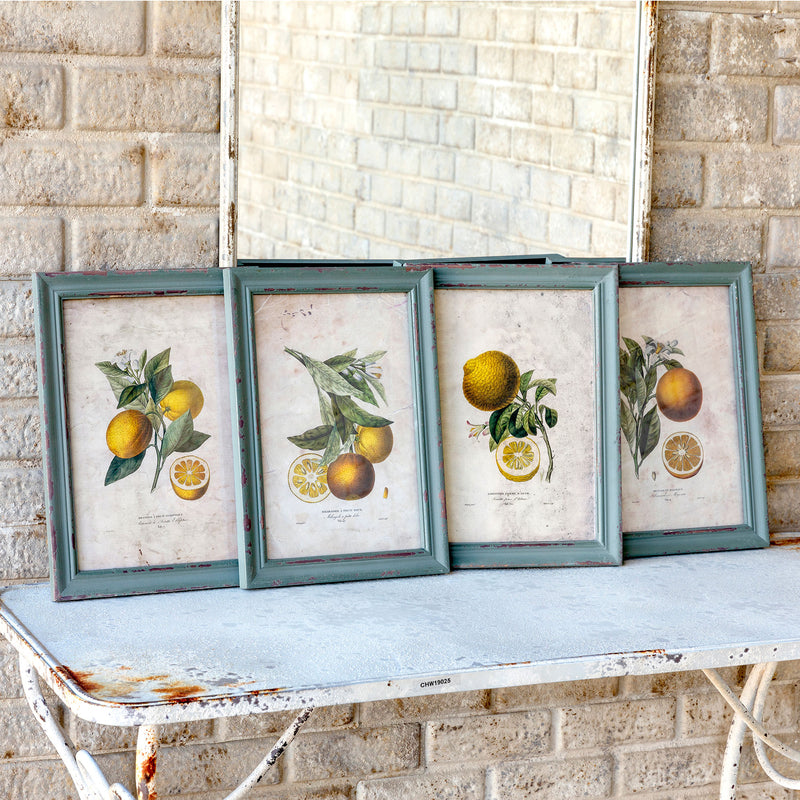 Framed Citrus And Blossom Prints 4 Asst