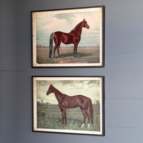 Prized Horse in Pasture Framed Print 2 Asst Styles