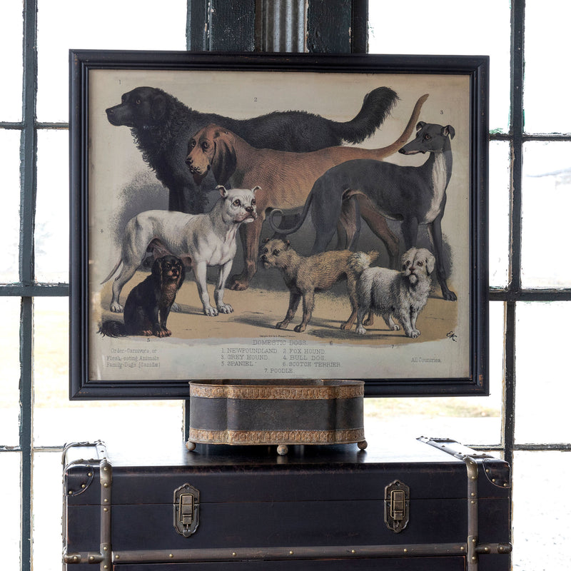 Domestic Dogs Framed Print