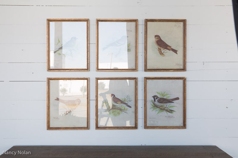 Vintage Bird Prints Assort of 6