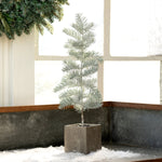 Frosted Mini Spruce Seedling in Pot Large