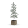 Frosted Mini Spruce Seedling in Pot Large