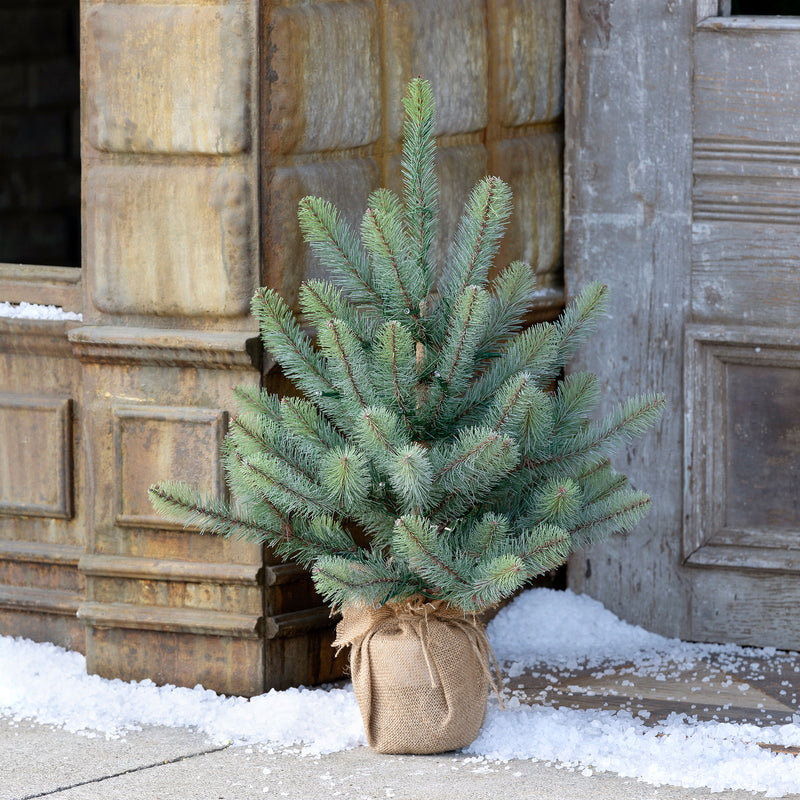 Burlap Wrapped Blue Spruce Seedling with LED Batt. Lights Small