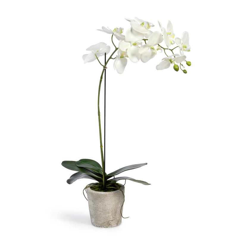 Phalaenopsis Orchid Plant in Concrete Pot Large
