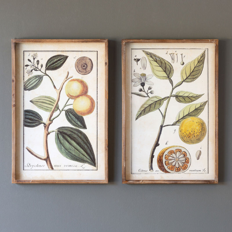 Botanical Study Citrus Prints