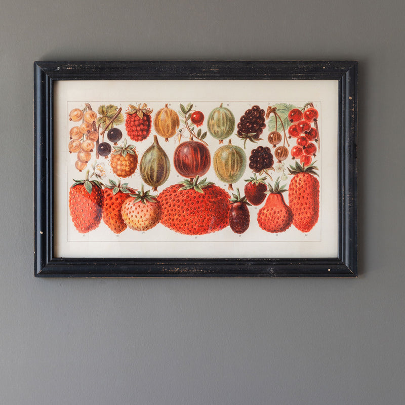 Berry Botanical Study Framed Print