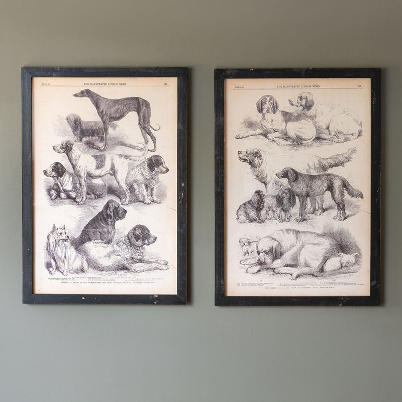 Canine Species Sepia Prints