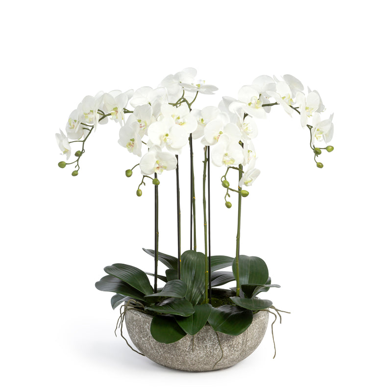 Phalaenopsis Orchid Plant in Concrete Bowl